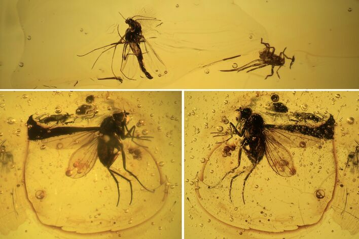 Three Fossil Flies (Diptera) In Baltic Amber #109426